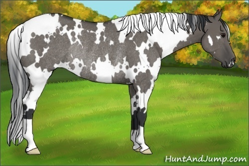 Horse Color:White Spotted Grullo Rabicano 