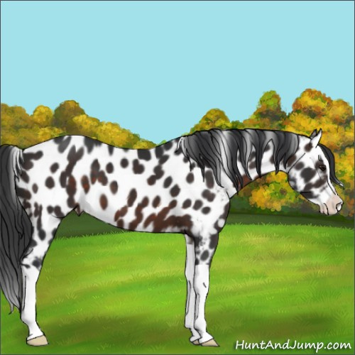 Horse Color:Brown Splash Appaloosa 