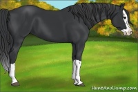 Horse Color:Black Splash 