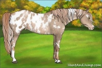 Horse Color:White Spotted Liver Chestnut Pearl Sabino Blanket