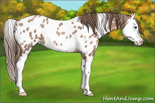 Horse Color:White Spotted Black Pearl Splash Appaloosa