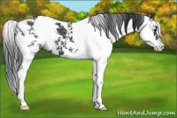 Horse Color:Black Sabino 