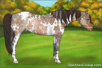 Horse Color:White Spotted Buckskin Ice Appaloosa 