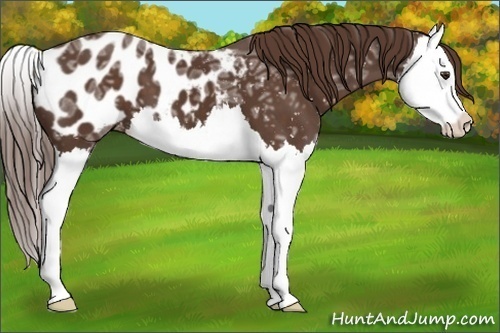 Horse Color:Liver Chestnut Ice Splash Appaloosa 