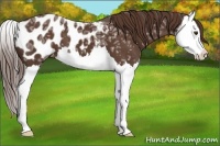 Horse Color:Liver Chestnut Ice Splash Appaloosa
