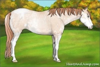 Horse Color:Amber Champagne Ice Pearl Sabino Appaloosa