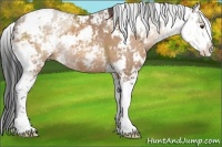 Horse Color:Brown Dun Sabino 