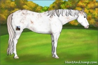 Horse Color:Silver Brown Dun Sabino 