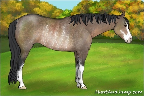 Horse Color:Brown Dun Sabino Rabicano 