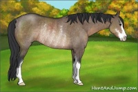 Horse Color:Brown Dun Sabino Rabicano 