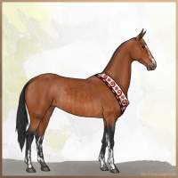 Horse Color:Bay Sabino Rabicano  and Bay Sabino Rabicano 