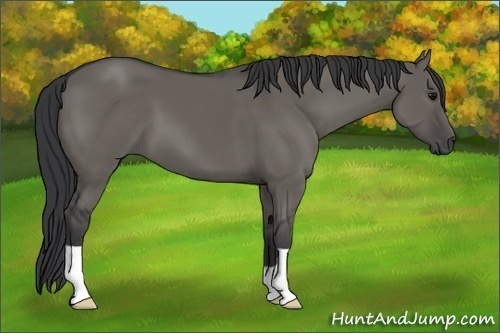 Horse Color:Grullo 