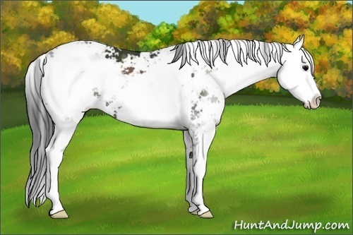 Horse Color:Grullo Sabino
