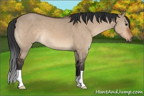 Horse Color:Brown Dun 