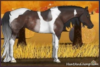 Horse Color:Brown Tobiano Rabicano 