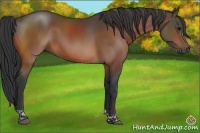 Horse Color:Bay Tobiano 