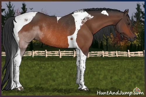 Horse Color:Brown Tobiano Rabicano