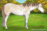 Horse Color:Brown Pearl Dun Sabino