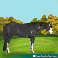 Horse Color:Black Sabino