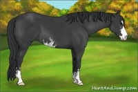 Horse Color:Black Sabino 