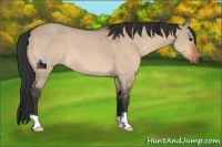 Horse Color:Brown Dun 