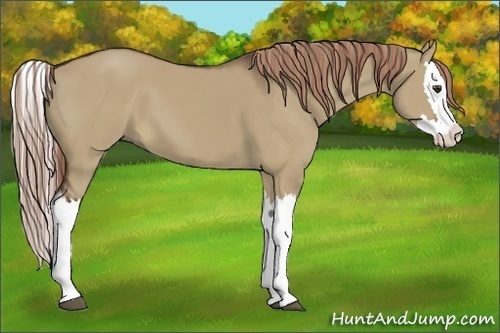 Horse Color:Liver Red Dun Splash 