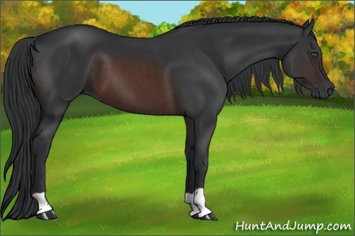Horse Color:Brown 