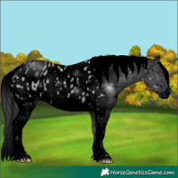 Horse Color:ERROR: UNKNOWN ANOMALY