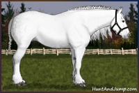 Horse Color:Gray White Spotted Liver Chestnut 