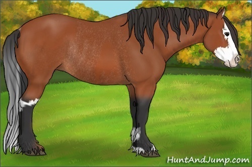 Horse Color:Bay Sabino Rabicano  and Bay Sabino Splash Rabicano 