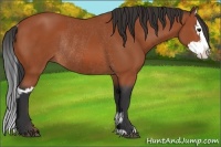 Horse Color:Bay Sabino Rabicano  and Bay Sabino Splash Rabicano 