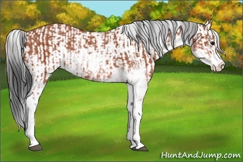 Horse Color:Bay Sabino Rabicano  and Bay Sabino Rabicano 