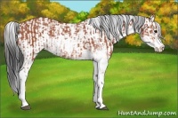 Horse Color:Bay Sabino Rabicano and Bay Sabino Rabicano