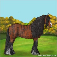 Horse Color:Brown Sabino Rabicano and Bay Sabino Rabicano