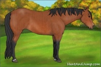 Horse Color:Bay Sabino Rabicano  and Bay Sabino Rabicano 
