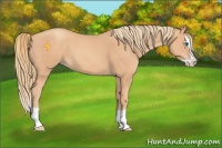 Horse Color:Gold Champagne Splash 
