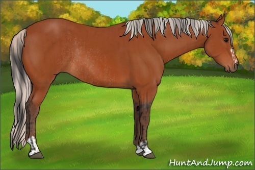Horse Color:Bay Sabino Rabicano  and Silver Bay Sabino Rabicano 