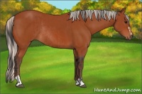 Horse Color:Bay Sabino Rabicano and Silver Bay Sabino Rabicano
