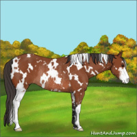 Horse Color:White Spotted Bay Sabino Rabicano 