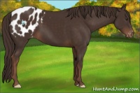 Horse Color:Liver Chestnut Appaloosa