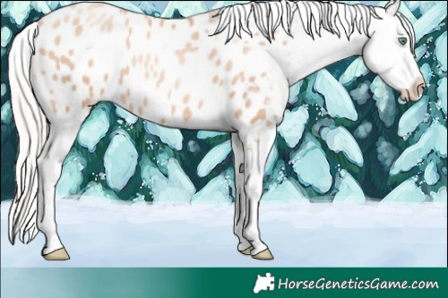 Horse Color:Silver Classic Champagne Pearl Tobiano Appaloosa 