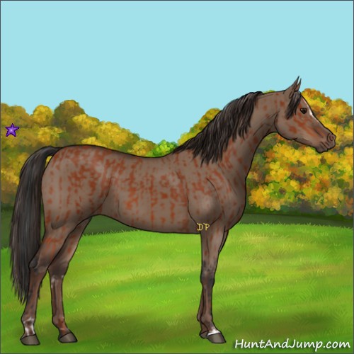 Horse Color:Bay Sabino Rabicano and Liver Red Dun Sabino Rabicano