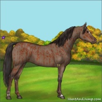 Horse Color:Bay Sabino Rabicano  and Liver Red Dun Sabino Rabicano 