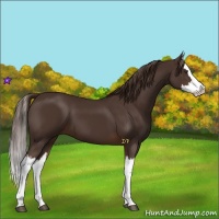 Horse Color:Liver Chestnut Splash 