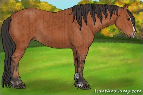 Horse Color:Bay Sabino Rabicano  and Bay Sabino Rabicano 