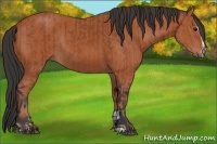 Horse Color:Bay Sabino Rabicano  and Bay Sabino Rabicano 