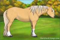 Horse Color:Palomino Tobiano 