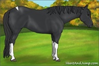 Horse Color:Black Tobiano 