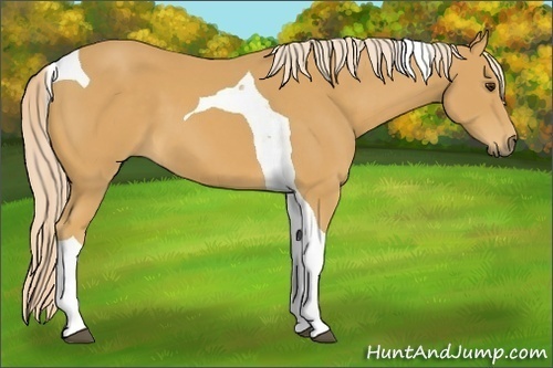 Horse Color:Palomino Tobiano