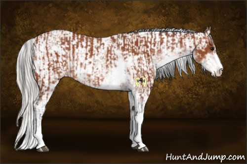 Horse Color:Brown Sabino Rabicano  and Silver Brown Sabino Rabicano 